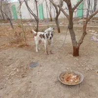 سگ نگهبان|سگ|باغستان, |دیوار