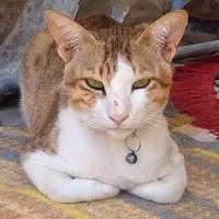 واگذاری گربه خونگی