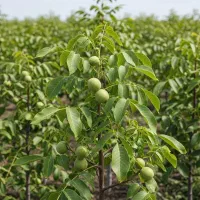 انواع نهال مثمرو غیر مثمر مهندس داداشی|خدمات باغبانی و درختکاری|فسا, |دیوار