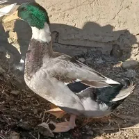 اردک های زیبا|حیوانات مزرعه|دوگنبدان, |دیوار