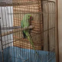 طوطی ملنگو ۲/۵ساله ماده بسیار سالم وخونگرم|پرنده|ری, ملک‌آباد|دیوار