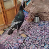 بوغلمون محلی و ماشینی زیر قیمت|حیوانات مزرعه|آستانه اشرفیه, |دیوار