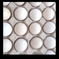 تخم مرغ لاری