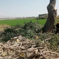 خریدار درخت..اره برقی|خدمات باغبانی و درختکاری|تاکستان, |دیوار