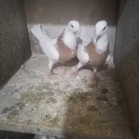 جفت طوقی زرد