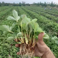 نهال توت