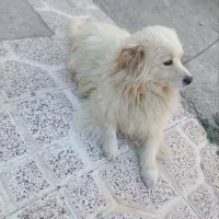 سگ پاکوتاه