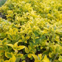 گل شمشاد|گل و گیاه طبیعی|رشت, دیلمان|دیوار