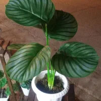 گل مصنوعی وانواع استند وپایه گلدان|گل مصنوعی|کاشان, رسالت|دیوار