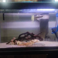 اکواریوم با وسایل و ماهی