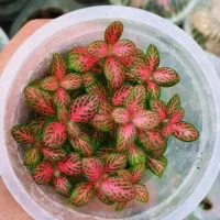 تمامی گیاهان لوازم تراریوم پالاداریوم