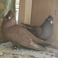 جفت سرخ درجه ۱