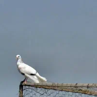 هر چند جفت پرشی جوجه کشی خواستی دار خدمتم