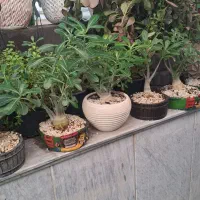 انواع گیاهان با پایین ترین قیمت قم هدیه روز مادر|گل و گیاه طبیعی|قنوات, |دیوار