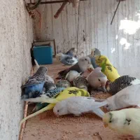 مرغ عشق و فنچ
