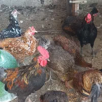 مرغ و خروس محلی|حیوانات مزرعه|چغادک, |دیوار