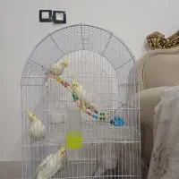 عروس هلندی لوتینو