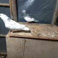 کبوتر|پرنده|رشت, حومه رشت|دیوار