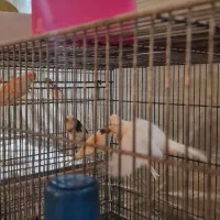 ۵۰تا قناری|پرنده|قم, در بهشت|دیوار