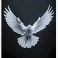 کبوتر گمشده