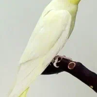 عروس هلندی ماده لوتینو و طوسی نر سخنگوی