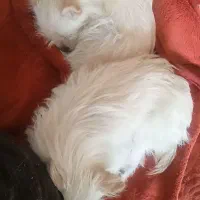 پامرانین سفید