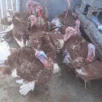 بوقلمون نر و ماده مخصوص شب یلدا|حیوانات مزرعه|خاوه, |دیوار