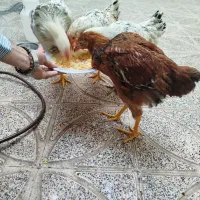 ۴عدد مرغ ویروس سالم و سرحال|حیوانات مزرعه|کرج, حصارک بالا|دیوار