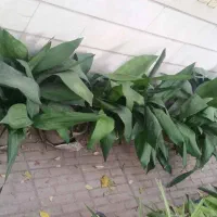 برگ عبایی، گندمی، برگ بیدی بنفش، شاخ بزی