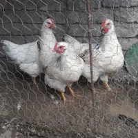 مرغ فروشی سالم جوان نژاد گلپایگان ولایتی