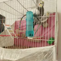 عروس هلندی نر و ماده (نر سخنگو)|پرنده|مشهد, ویلاشهر|دیوار