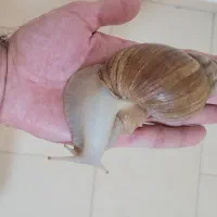 حلزون آفریقایی مولد