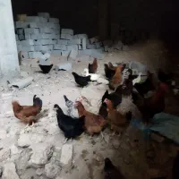 مرغ خروس|حیوانات مزرعه|صوفیان, |دیوار