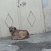 سگ نگهبان (زیرقیمت)