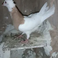 زرد پرتقالی