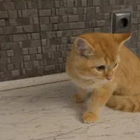 نوه عزیزم|گربه|ارومیه, |دیوار