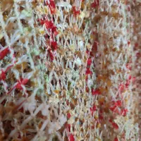 پرده توری|پرده، رانر، رومیزی|ایلام, |دیوار