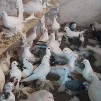 کبوتر پاپر