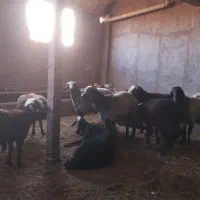 بره نر چاق|حیوانات مزرعه|دشتابی, |دیوار