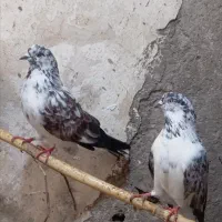 غریب گیری|پرنده|قائمشهر, |دیوار