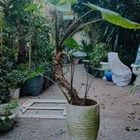 بابا آدم|گل و گیاه طبیعی|لاهیجان, خمیر کلایه|دیوار