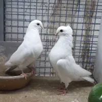 نروماده سفید مهر نوک ریز نر کاکل
