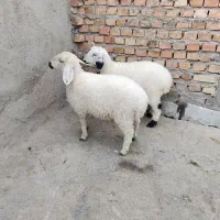 دوتا2تا بره دوقلو نر و ماده/خانگی نان خور وجوخور|حیوانات مزرعه|زاهدان, |دیوار