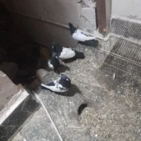 ۴تاسینه سیاه نروماده قیمت ۲۲۰۰