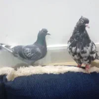 کفتر ساده|پرنده|تربت جام, میان جام|دیوار