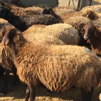 گله ۱۷۰راسی میش یک صاحب