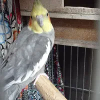 عروس هلندی|پرنده|قرچک, محمد آباد|دیوار