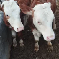 گوساله درجه یک با نژاد اصل