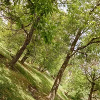 باغ گردو