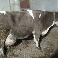 گاو سیمینتال کشتاری